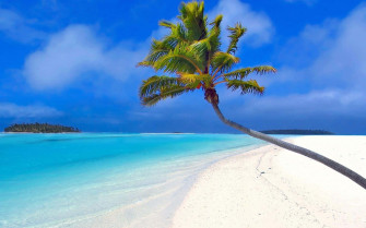 Palm Tree Beach Wallpaper