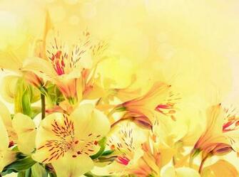 Yellow Flower Wallpaper Widescreen