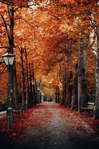 Early Fall Wallpaper