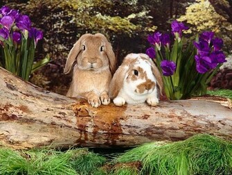 Bunny Wallpaper Rabbits