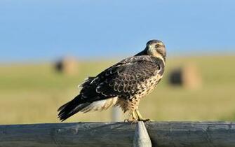 Hawk HD Wallpaper