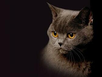 Cool Cat Wallpaper