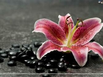 Lilies Wallpaper