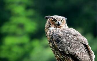 Owl Wallpaper Background HD