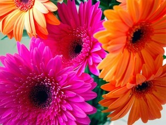 Gerbera Daisy Screensavers