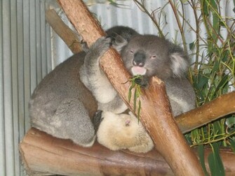 Kali Wallpaper Cute Koala Bear HD