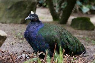 Peafowl Wallpaper First HD