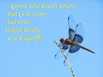 Dragonfly Background For Desktop