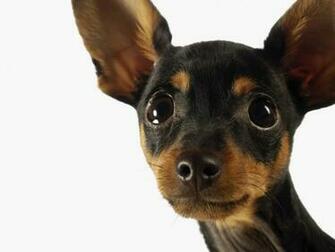 Chihuahua Perro Orejas Ojos Wallpaper HD Walls Find