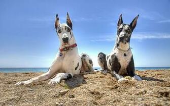 Pics Photos Great Dane Dog Wallpaper