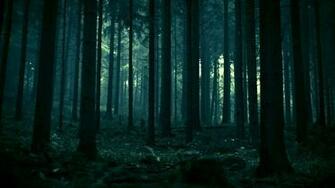 Forest Spruce Dead Trees Landscape Dark Nature Pine