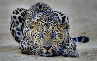 Cheetah HD Wallpaper