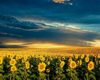 Sunflower Fields Wallpaper In Flowers Plants