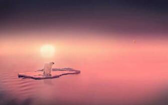Animal Wallpaper With A Polar Bear On Ice HD
