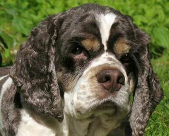 American Cocker Spaniel Dog Sitting Next To Bowl M5x Eu