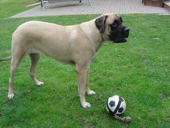 Mastiff Breeds Cool Wallpaper Dogbreedswallpaper
