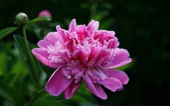Peony Wallpaper
