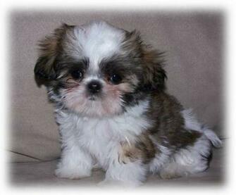 Teacup Shih Tzu Puppies Background Wallpaper