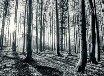 Black And White Forest Wallpaper Murals Online Store