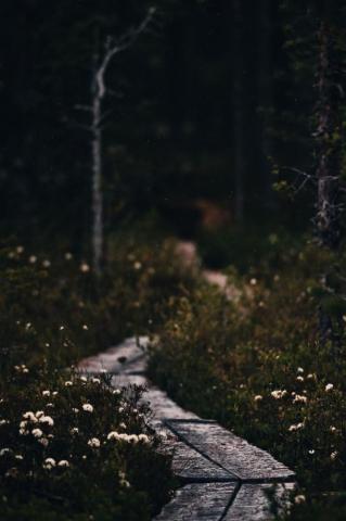 Moody Nature Swamp By Leevi Loponen Aesthetic
