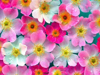 Flowers Wallpaper