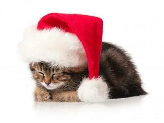 Cats Christmas New Year Winter Hat Animals Kitten Wallpaper