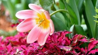 Pink Tulip Wallpaper