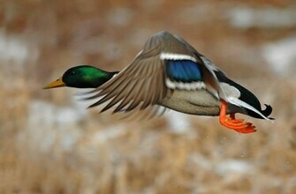 Pictures Of Mallard Ducks Wallpaper Desktop H869368 Animals HD