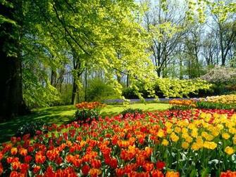Desktop Spring Flowers Nature