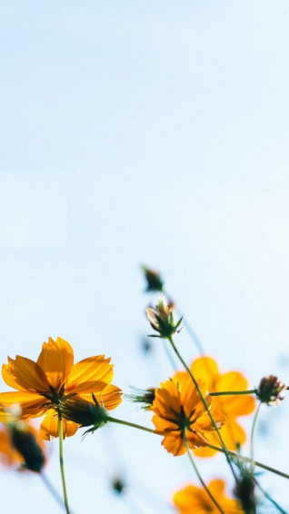 Summer Aesthetic iPhone Wallpaper HD Home Screen