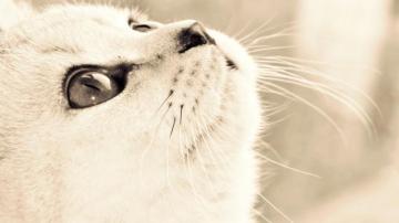 Com42698kb Cute Baby Animals Wallpaper