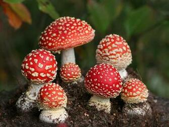 Mushroom Computer Wallpaper Desktop Background Id