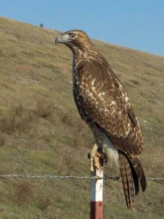 Description Red Tail Hawk Jpg