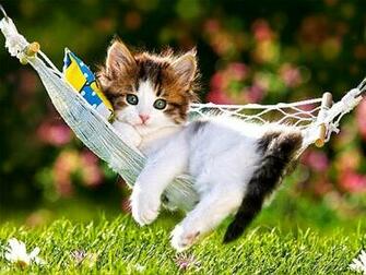 Imagenes De Animales Hermosos HD Wallpaper Background