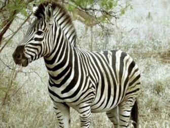 Zebra Wallpaper Desktop Pc