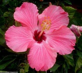Wallpaper Hibiscus Flower