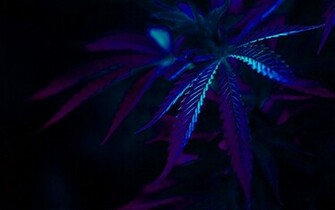Marijuana Wallpaper Plants Nature L Mm Board
