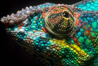 Ultra HD Chameleon Wallpaper Tm1e7z4 Wallpaperexpert