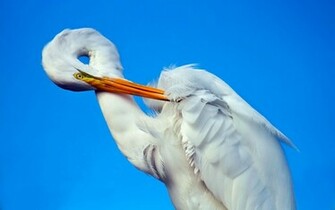 Stork Wallpaper