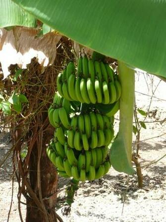 File Punta Cana Banana Tree Jpg