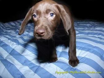 Chocolate Labrador Wallpaper Jackie The Lab