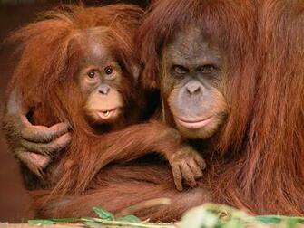 Orangutan Wallpaper X Net