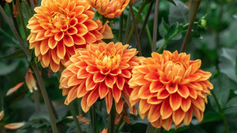 Wallpaper Orange Dahlia Flowering Picture Image