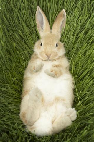 The Animals Of Chinese Zodiac Rabbit Cgtn