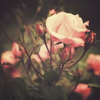 We Heart It Wallpaper Flower Popular Photography