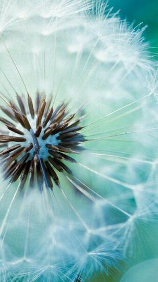 Dandelion Flower Galaxy S5 Wallpaper Samsung