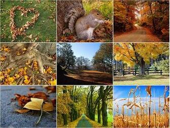 Windows Xp Autumn Wallpaper High Definition