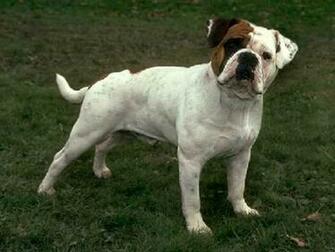 Old English Bulldog Wallpaper High Resolution And Quality