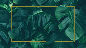 Minimalist Plant Wallpaper