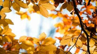 Fall Leaves Wallpaper